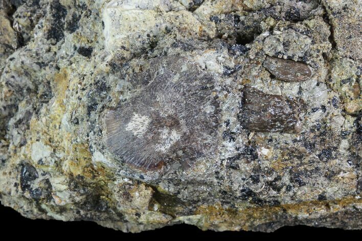 Baby Hadrosaur Ungual (Claw) In Matrix - Aguja Formation, Texas #88717